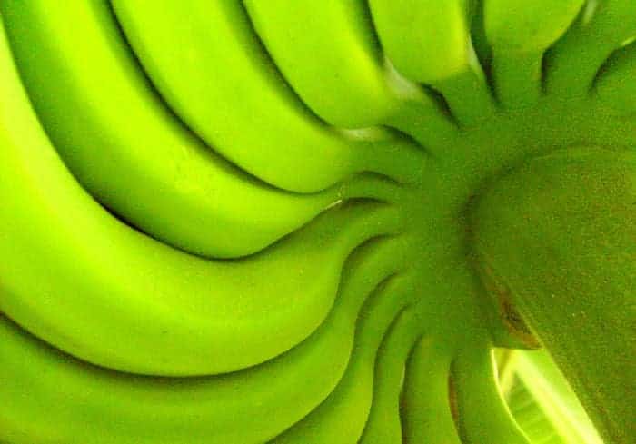 Green Bananas – 14 Incredible Health Benefits